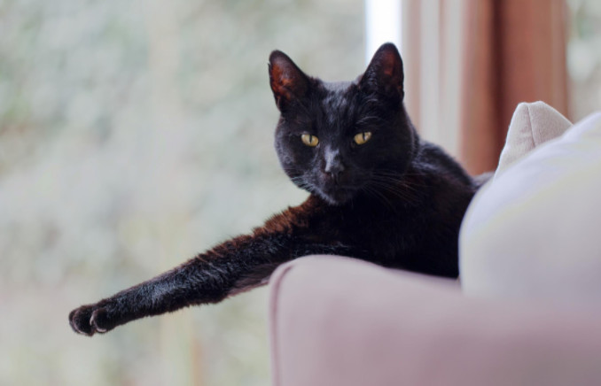 Black cat laying couch: SBDPro Small Business Blog