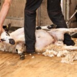 From Baaa to Bedding: How to Process Wool (Part 2): Shearing