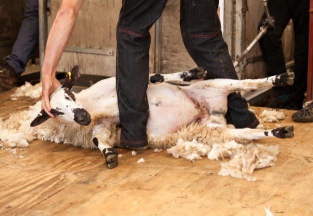 Shearing sheep