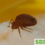wool bed bugs