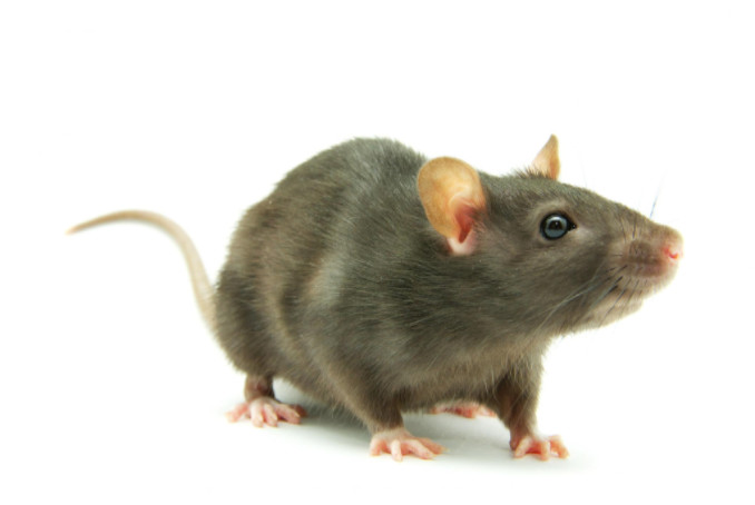 Rat against white backdrop: SBDPro Small Business Blog