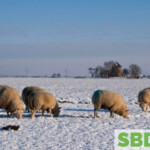 wooly sheep in the snow