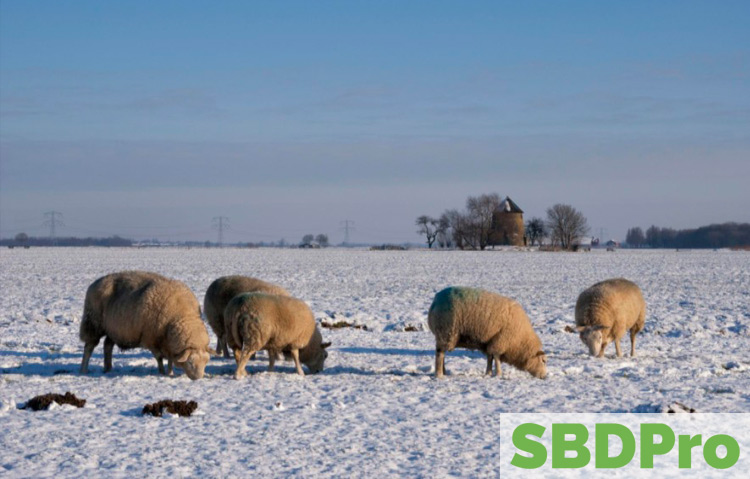 wooly sheep in the snow